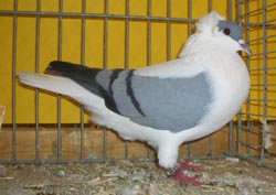 Thuringian Swallow Blue with Black Bars Thuringian Swallow Blue with Black Bars