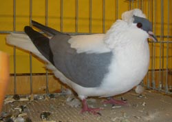 Thuringian Swallow Blue no bars Thuringian Swallow Blue no bars