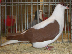 Thuringian Swallow Red Thuringian Swallow Red
