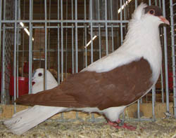 Thuringian Swallow Red Thuringian Swallow Red