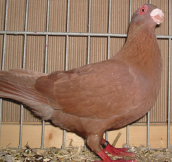 Barb Red Barb Red