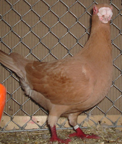 Barb Yellow Barb Yellow