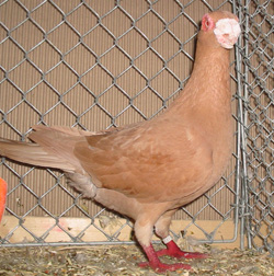 Barb Yellow Barb Yellow
