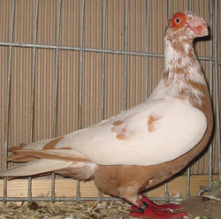 Barb Yellow Pied Barb Yellow Pied