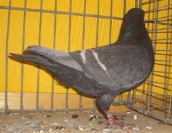 Field Color Pigeon Andalusian Field Color Pigeon Andalusian
