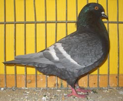 Field Color Pigeon Andalusian Field Color Pigeon Andalusian
