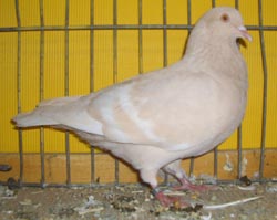Field Color Pigeon Isabel Field Color Pigeon Isabel