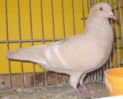 Field Color Pigeon Isabel Field Color Pigeon Isabel