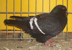 Field Color Pigeon Black Field Color Pigeon Black