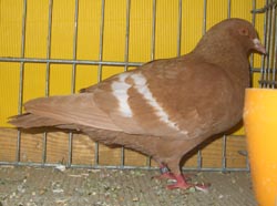 Field Color Pigeon Yellow Field Color Pigeon Yellow