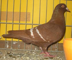 Field Color Pigeon Red Field Color Pigeon Red