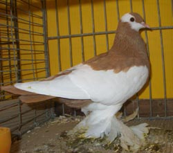 Reversewing Colour Pigeon Yellow Reversewing Colour Pigeon Yellow