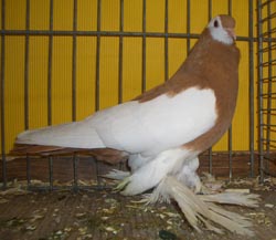 Reversewing Colour Pigeon Yellow Reversewing Colour Pigeon Yellow