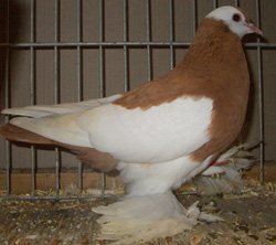 Reversewing Colour Pigeon Yellow Reversewing Colour Pigeon Yellow