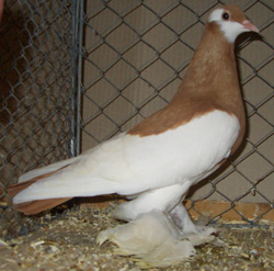 Reversewing Colour Pigeon Yellow Reversewing Colour Pigeon Yellow