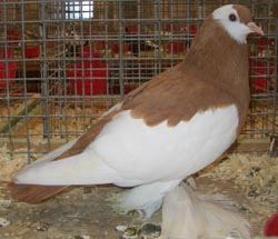Reversewing Colour Pigeon Yellow Reversewing Colour Pigeon Yellow