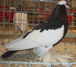 Reversewing Colour Pigeon Black Reversewing Colour Pigeon Black