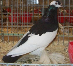 Reversewing Colour Pigeon Black Reversewing Colour Pigeon Black