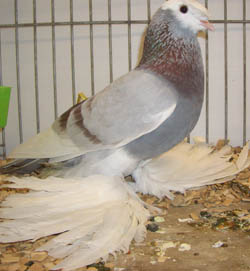 Vogtland Whitehead Trumpeter Ash Red Vogtland Whitehead Trumpeter Ash Red