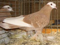 Vogtland Whitehead Trumpeter Ash Yellow Checked Vogtland Whitehead Trumpeter Ash Yellow Checked