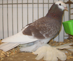 Vogtland Whitehead Trumpeter Ash Red Checked Vogtland Whitehead Trumpeter Ash Red Checked