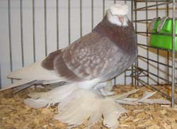 Vogtland Whitehead Trumpeter Ash Red Checked Vogtland Whitehead Trumpeter Ash Red Checked
