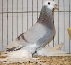 Vogtland Whitehead Trumpeter Ash Red Vogtland Whitehead Trumpeter Ash Red