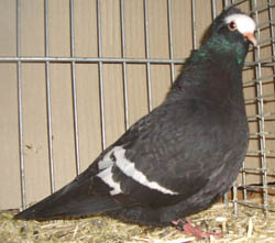 South German Blasse Black with White Bars South German Blasse Black with White Bars