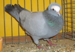 South German Blasse Blue no bars South German Blasse Blue no bars