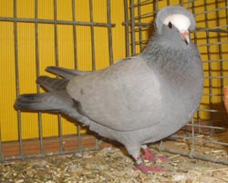 South German Blasse Ash blue no bars South German Blasse Ash blue no bars