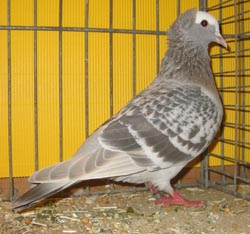 South German Blasse Ash Blue Checked South German Blasse Ash Blue Checked