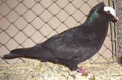 South German Blasse Black South German Blasse Black