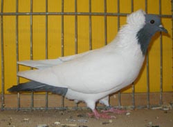 South German Moorhead Blue with Black Bars