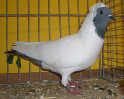 South German Moorhead Blue with Black Bars
