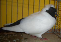 South German Moorhead Black