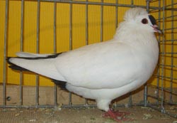 South German Spot Black