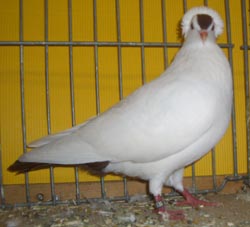 South German Spot Black