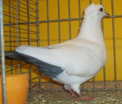 South German Spot Blue with Black Bars