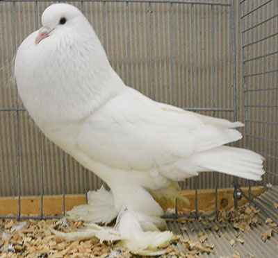 White White