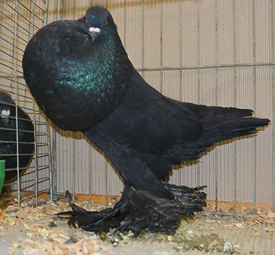 Black Black
