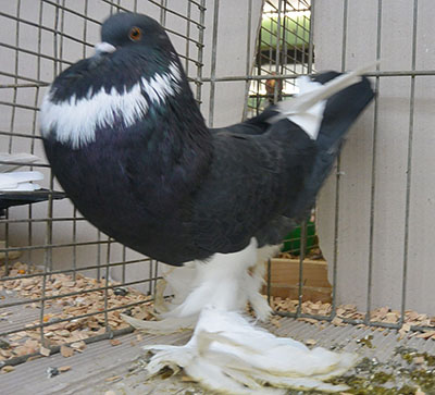 Black Pied Black Pied