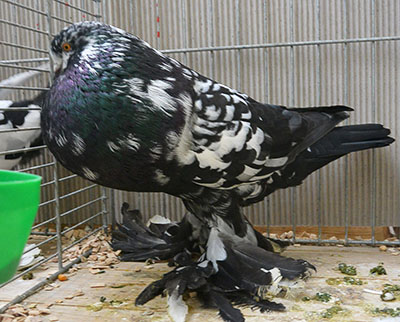 Black Tigered Black Tigered