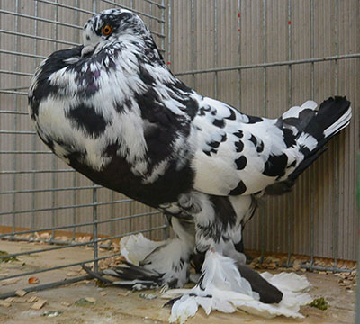 Black Mottled Black Mottled
