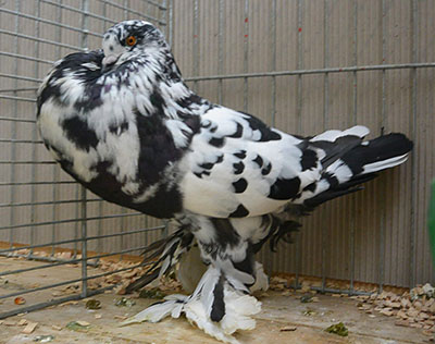 Black Mottled Black Mottled