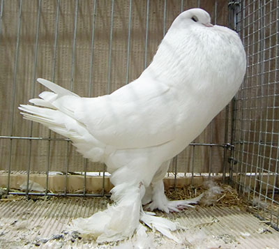  White