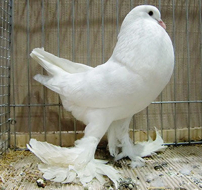  White