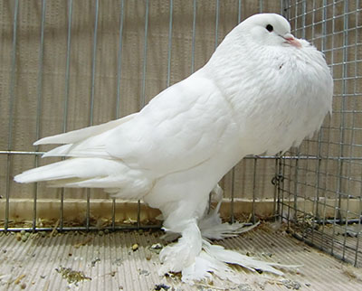  White