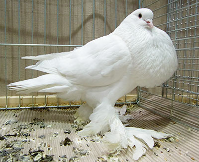  White