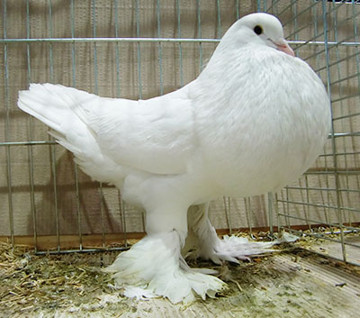  White