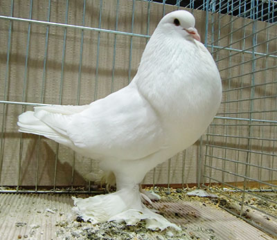  White